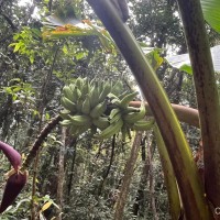 Musa acuminata Colla